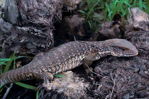 Cape varan - житлові скелясті та лісові рішення африки Cape varan - житлові скелясті та лісові рішення африки